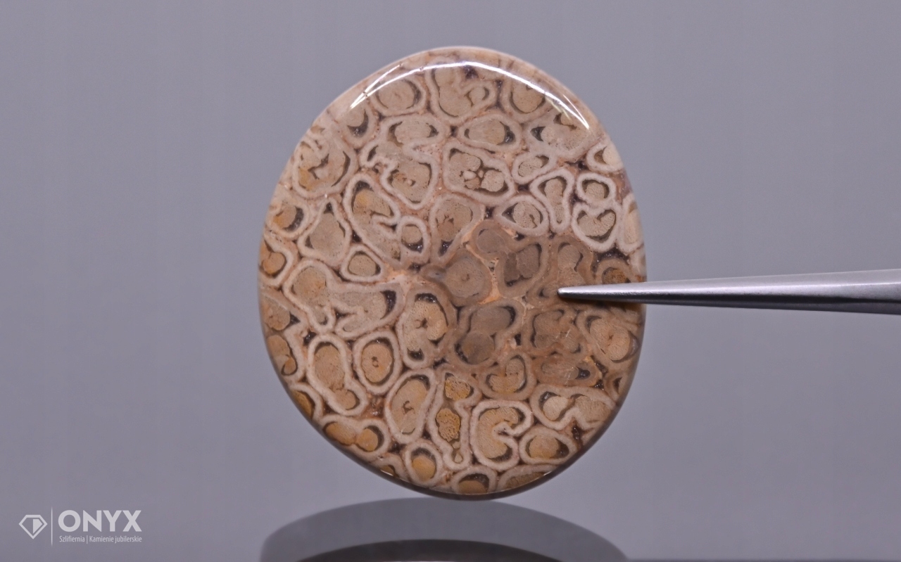 Zkamenělá dlaň konvexní nepravidelná dlažba 30,5x26,5 mm