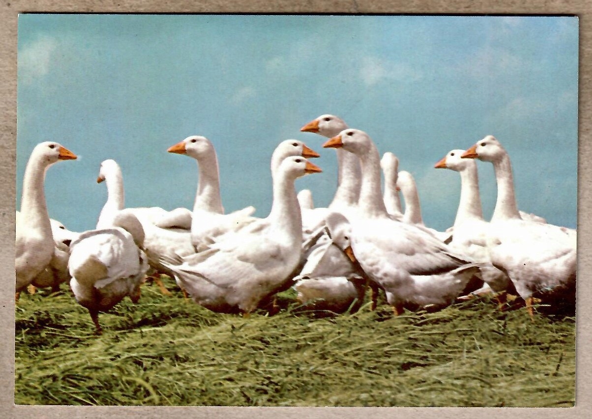 Holandia. #, ptaki, gęsi