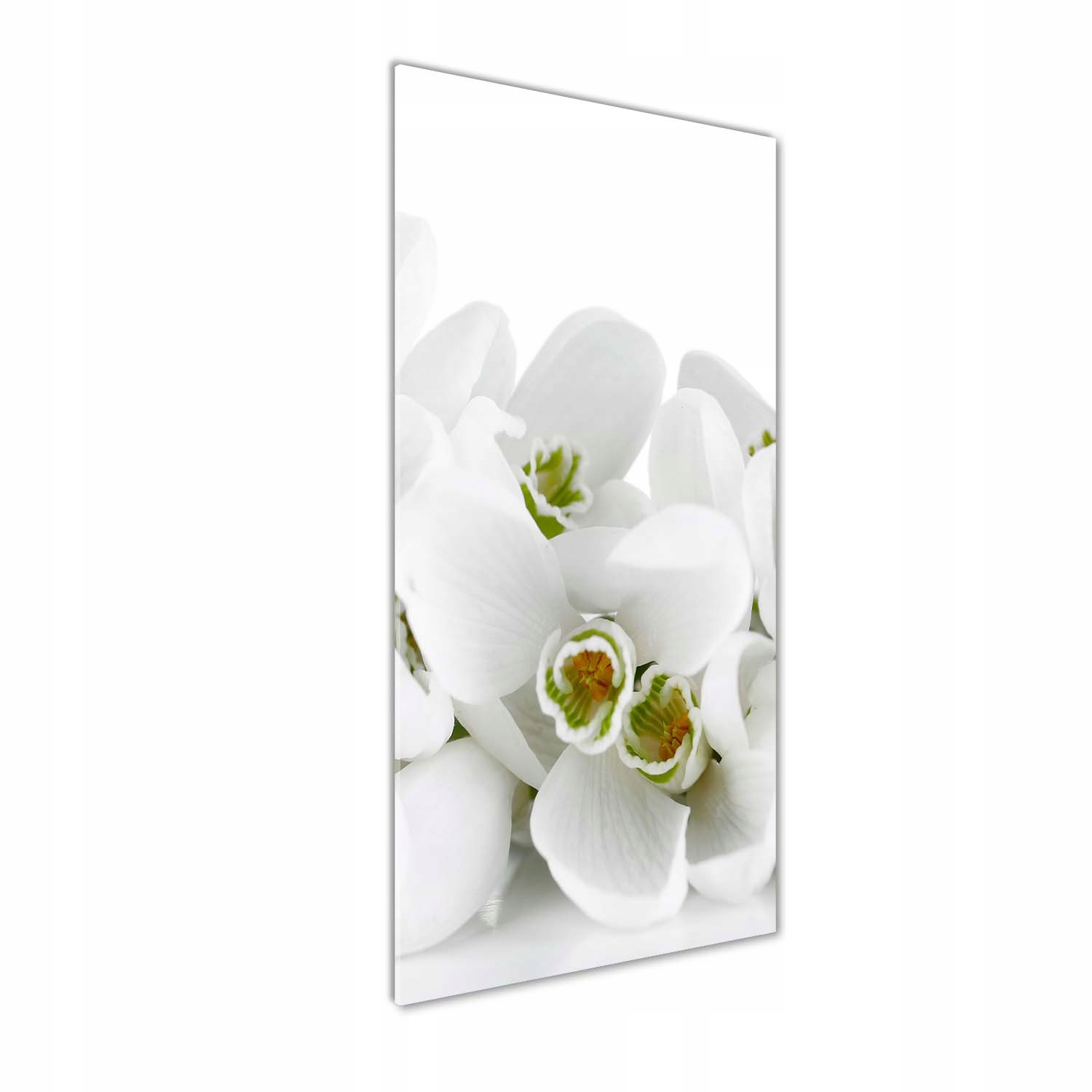

Foto obraz akrylowy Białe przebiśniegi 50x125 cm