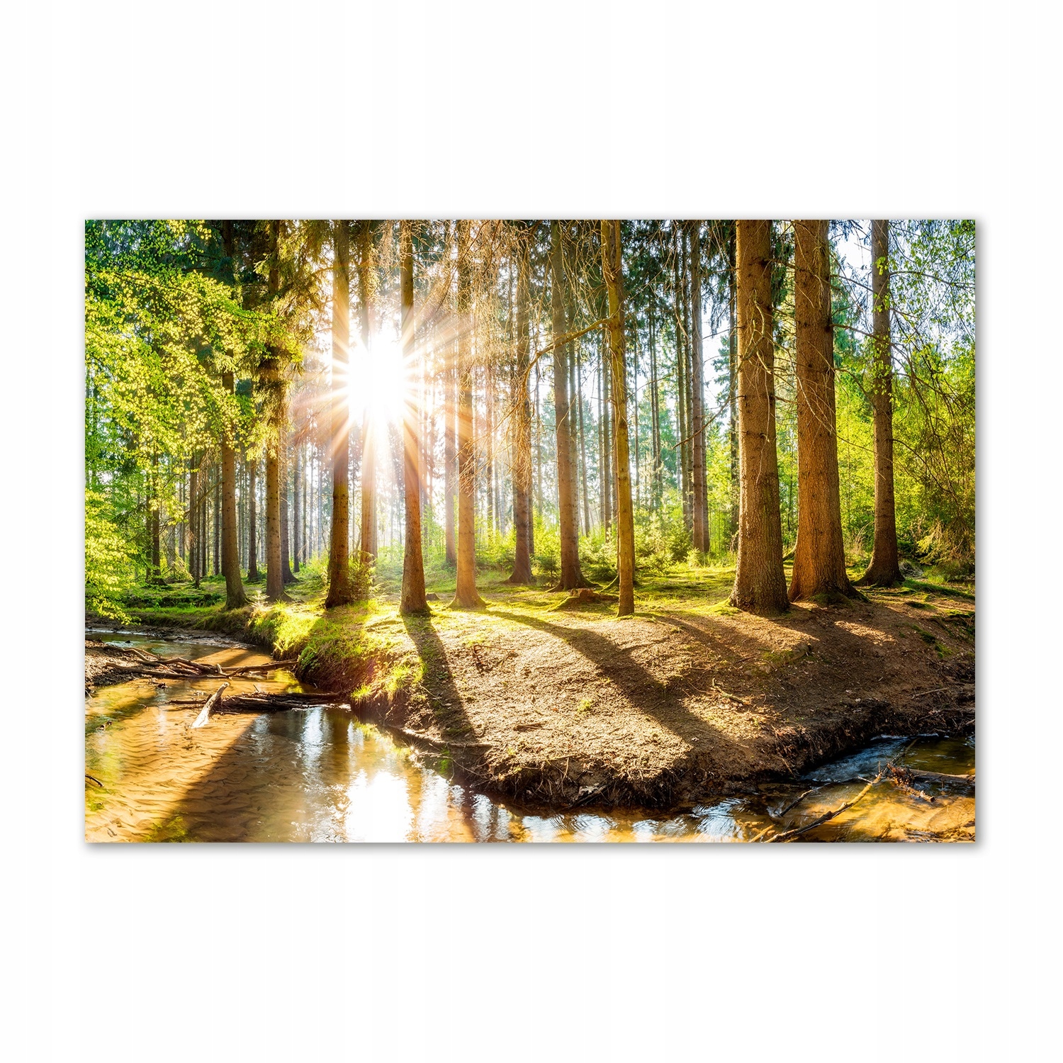 

Foto obraz szkło hartowane Panorama las 100x70