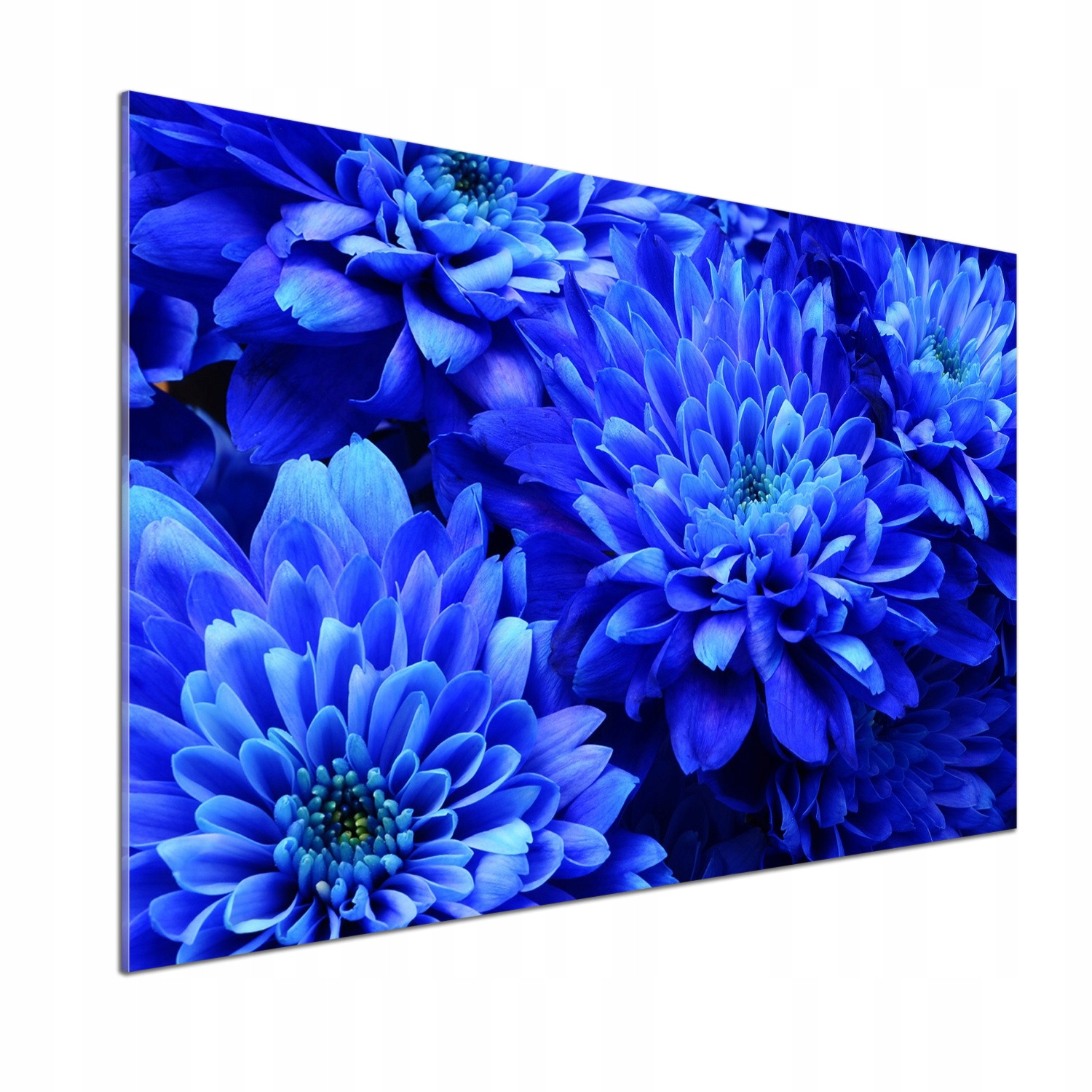 Panel do kuchyne Modrý aster 100 x 70 cm Lepidlo
