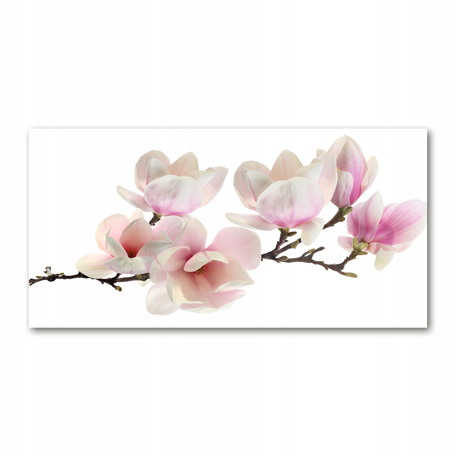 

Foto obraz szkło hartowane Magnolia 140x70