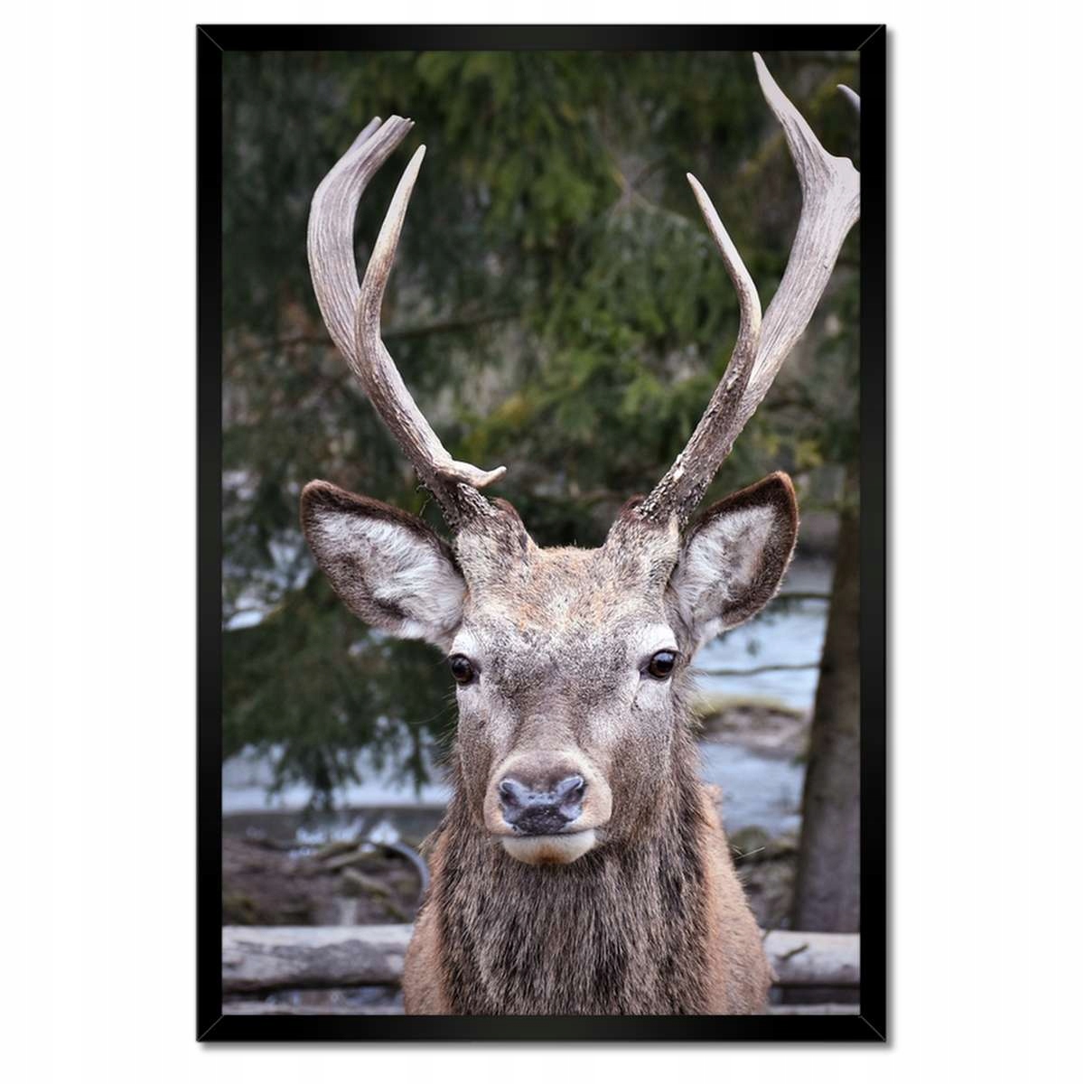 Plakáty v rámu 40x60 Paroháč Jelen Paroží