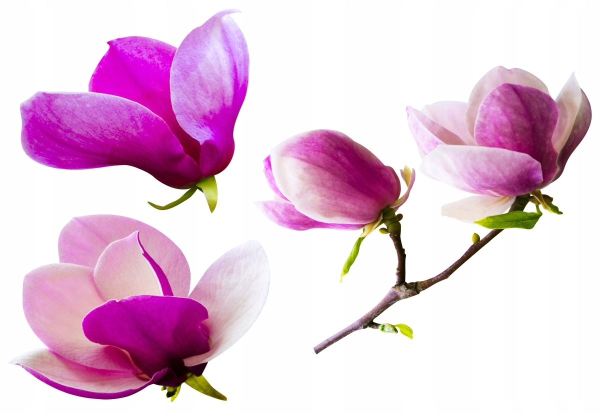 

Tapeta flizelinowa Kwiaty magnolii - 152x104