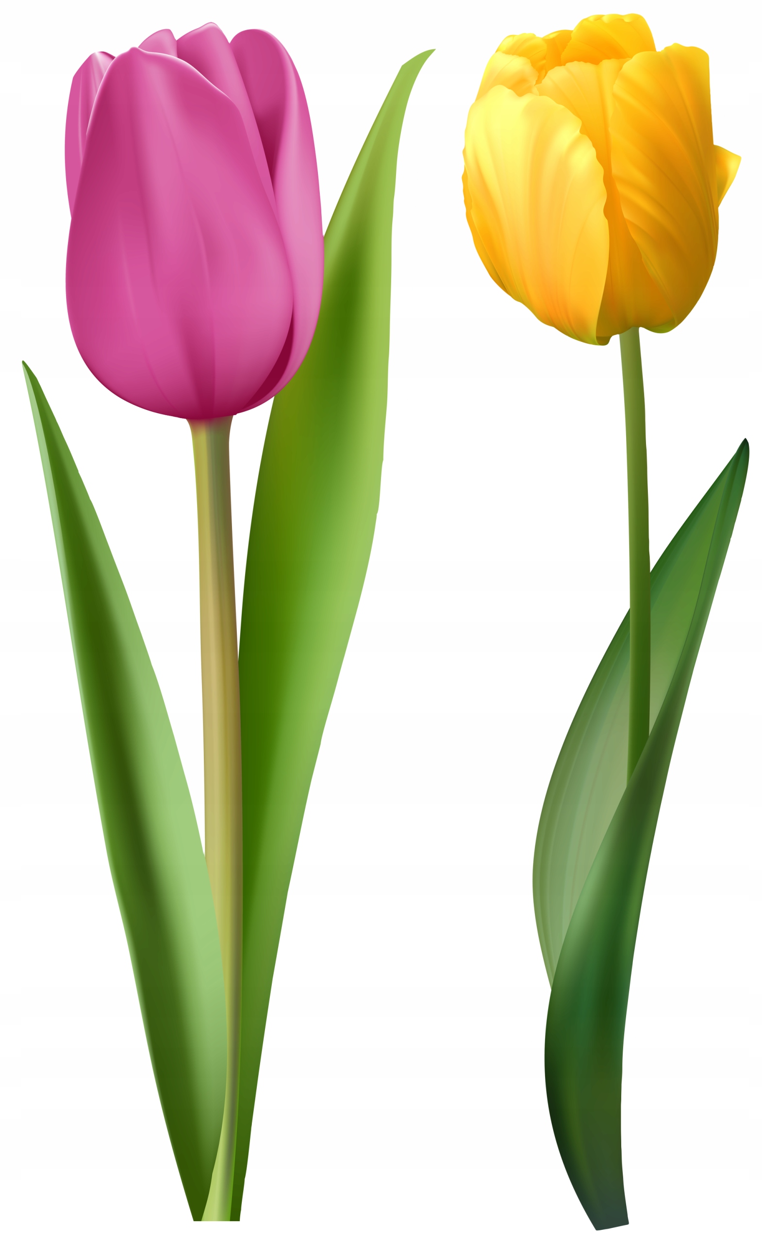 NAKLEJKI NA OKNO LUSTRO SZYBĘ TULIPANY KWIATY