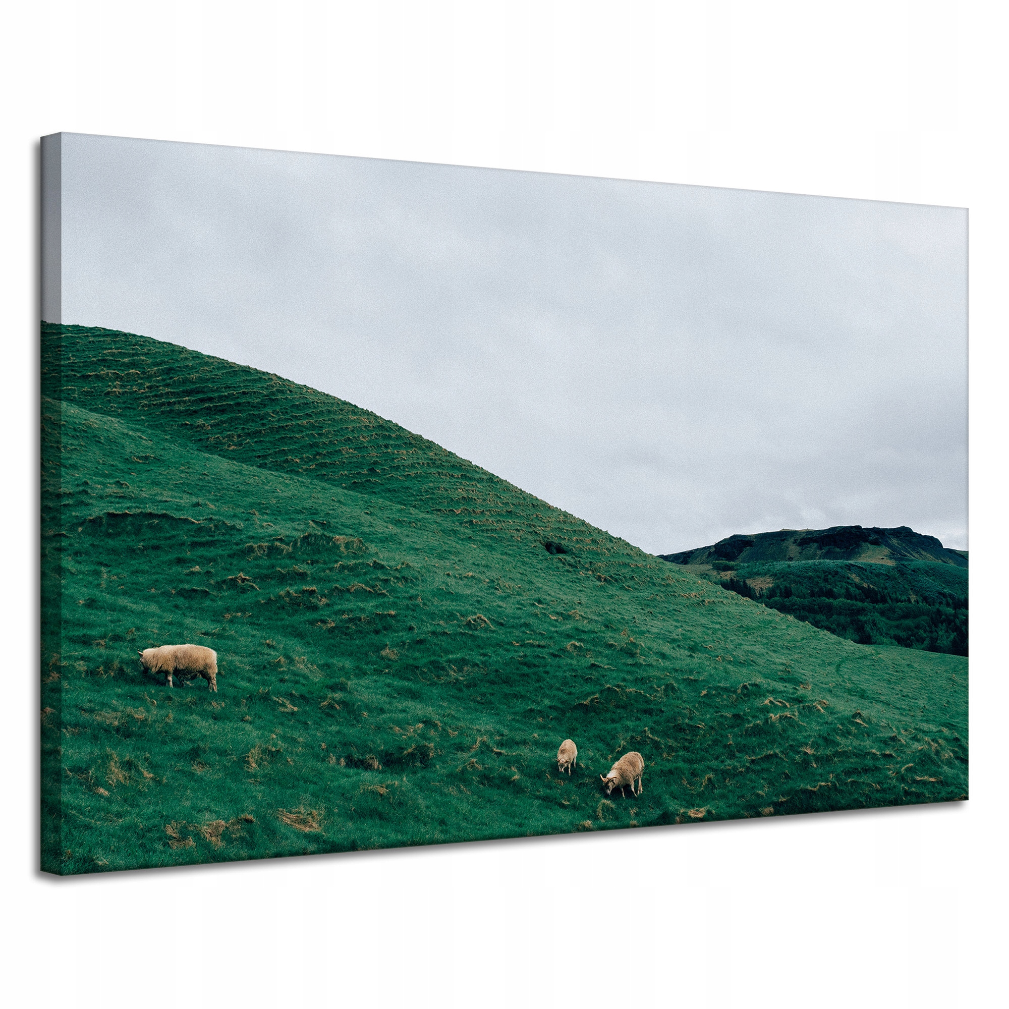 Obraz na plátně Příroda Pastvina Ovce Hory 120x80