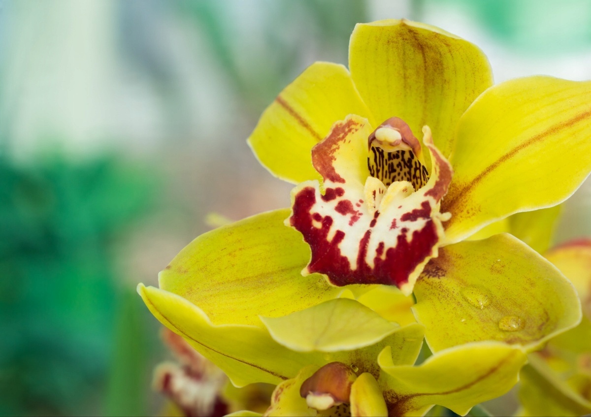 

Tapeta flizelinowa Żółta orchidea 208x146