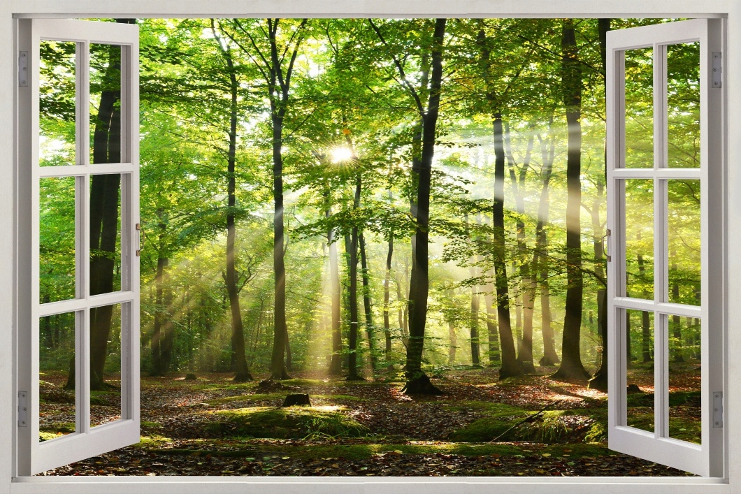 

Obraz widok przez okno las drzewa słońce 70x50