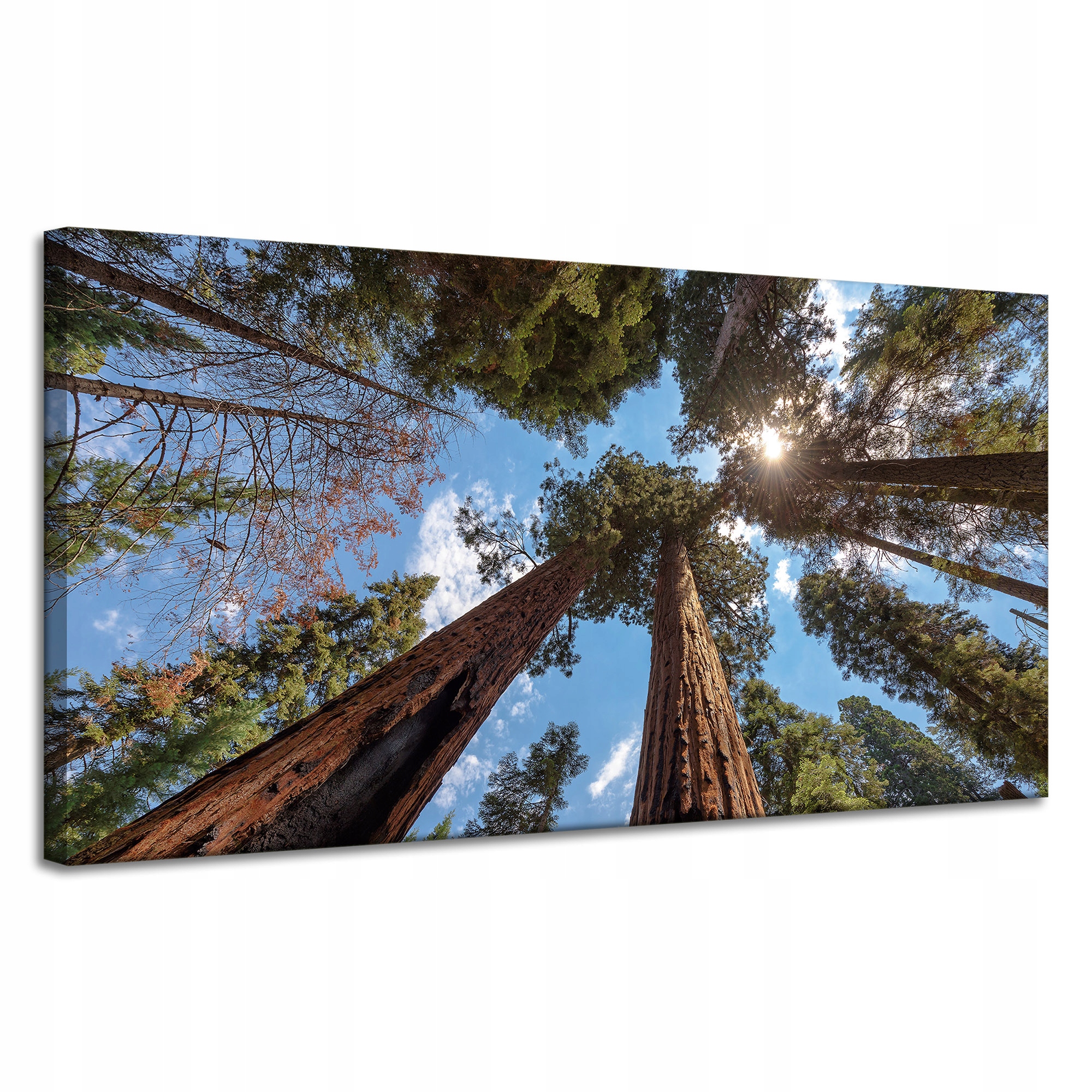 Obraz na plátně Vysoké stromy Nebe Příroda Slunce 120x60 cm