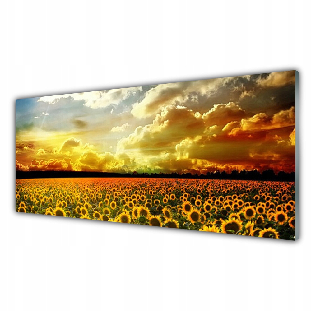 

Fotoobraz akryl 125x50 Pole Słoneczników Krajobraz