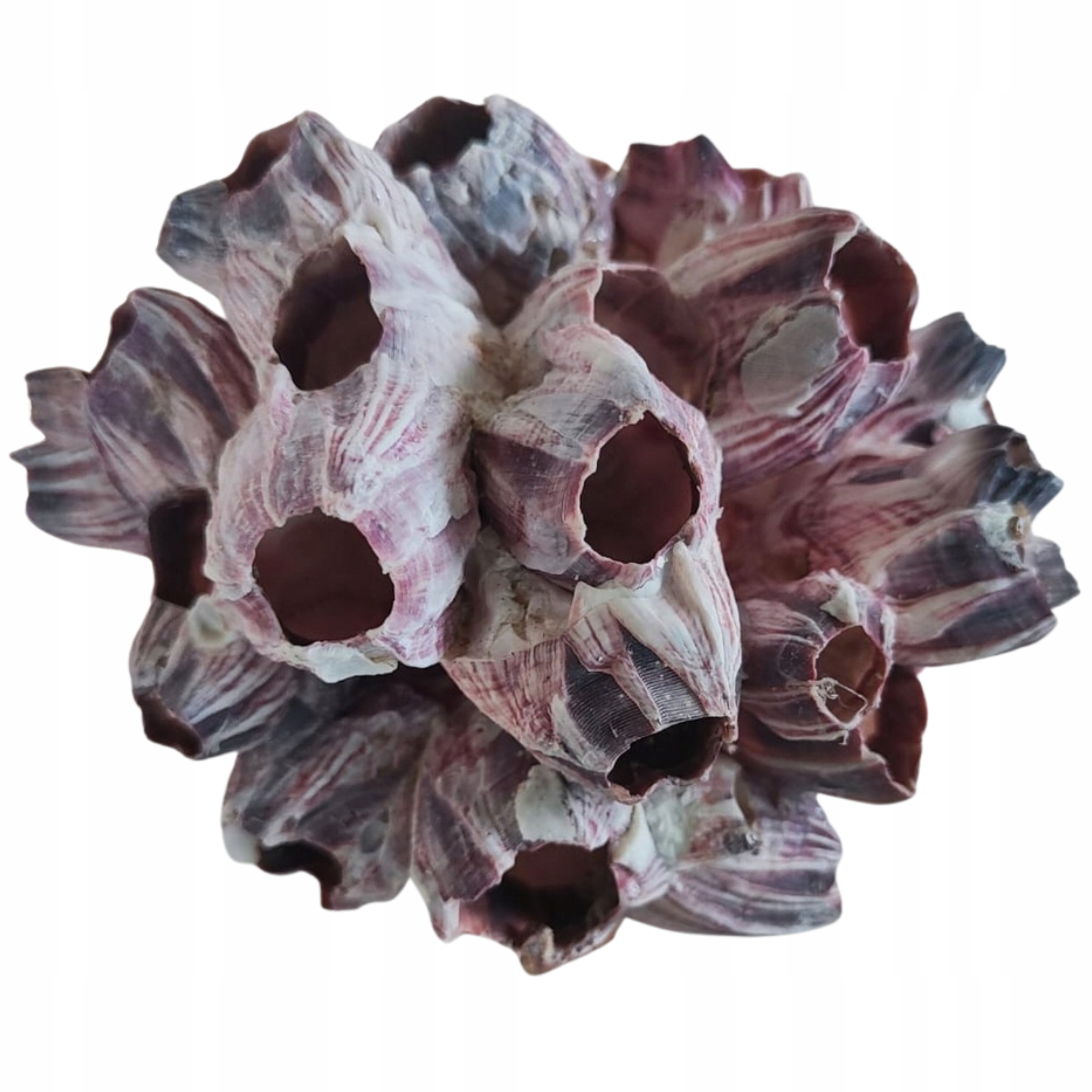Dekorace do akvária Mušle Barnacle Poupata Akvaristické ozdoby 12-15 cm