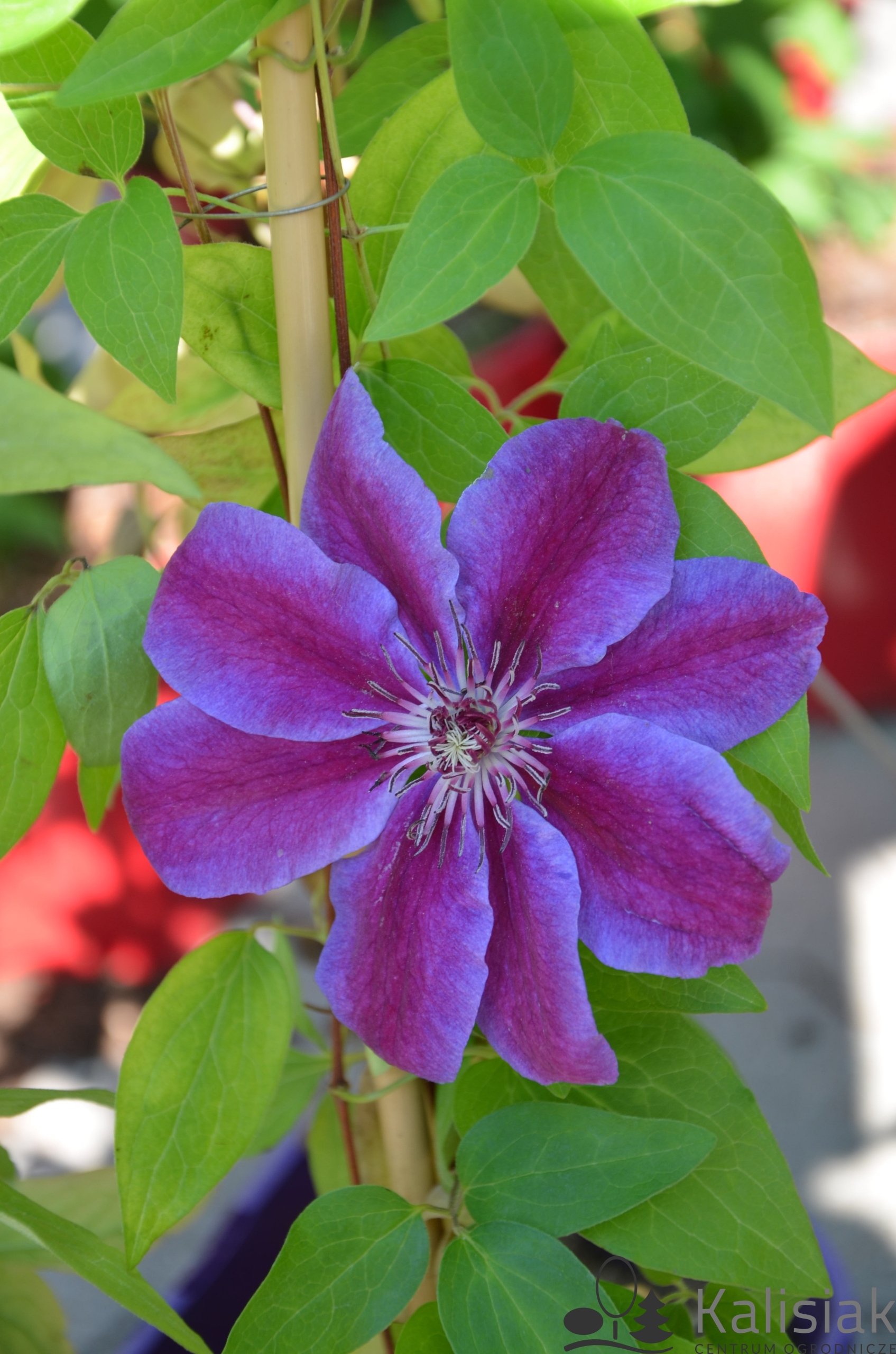 Clematis 'Akaishi' Powojnik 70-90 cm 2L