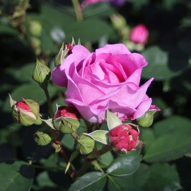 Róża Rabatowa LILAC TOPAZ Piękny Fioletowy Kwiat PREMIUM Doniczka XL