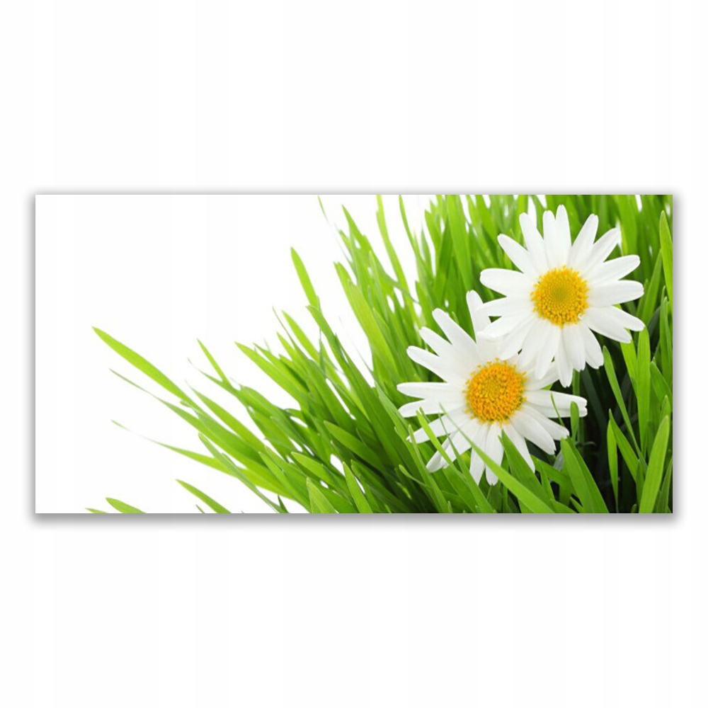 

Obraz akryl wiszący 120x60 Stokrotka Kwiat Natura