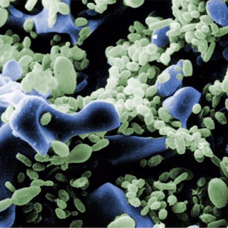 SERA SIPORAX PROFESSIONAL wkład biolo 500ml Marka Sera