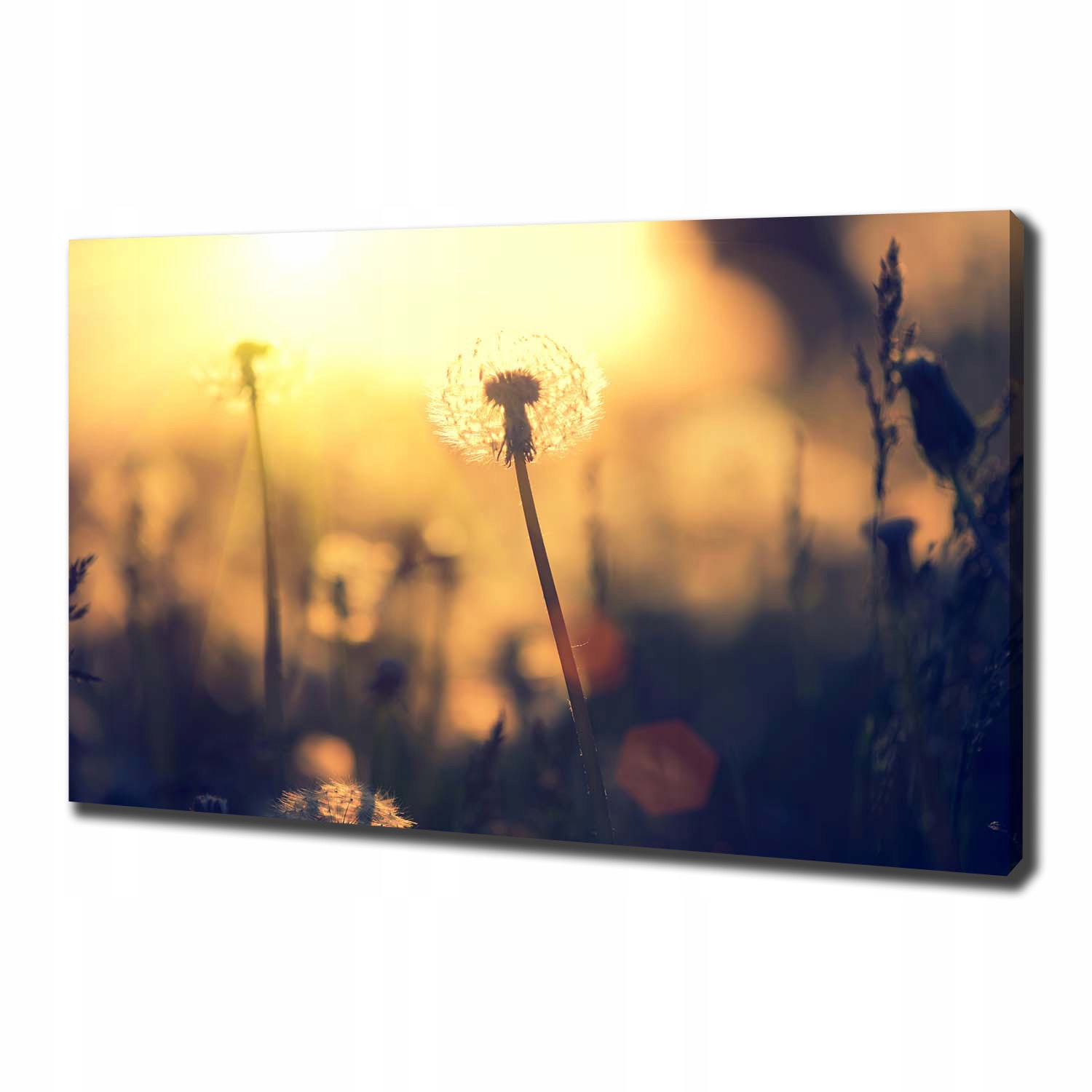 

Foto obraz canvas na ścianę Dmuchawiec 100x70 cm