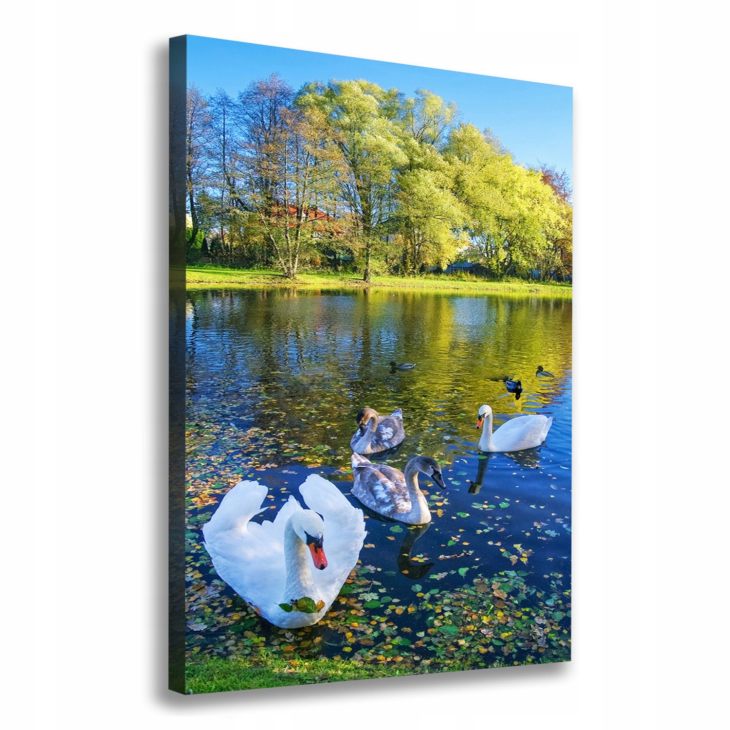

Foto obraz na płótnie Łabędzie na stawie 70x100 cm