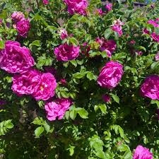RÓŻA RUGOSA pomarszczona 30 CM sadzonka w pojemniku miododajna