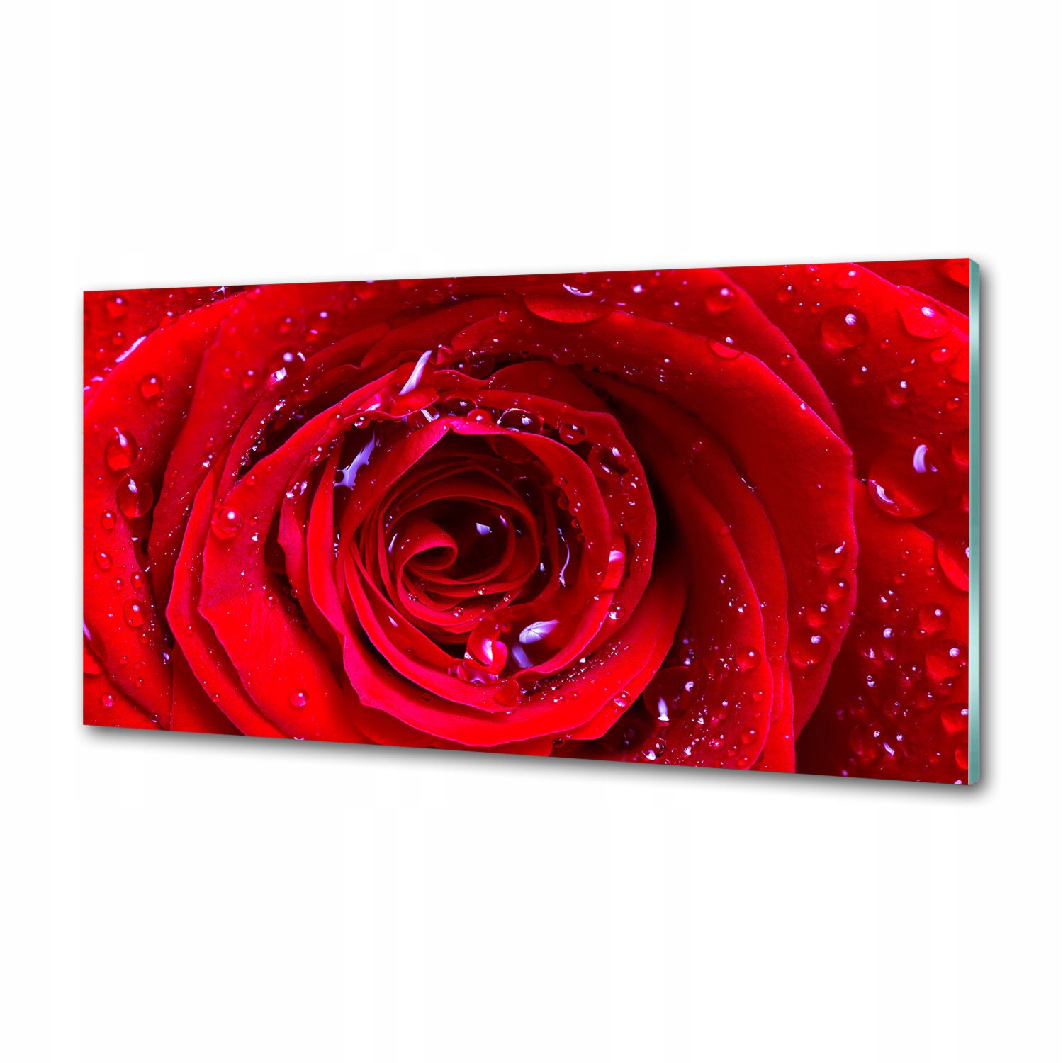 Panel dekor sklo Kvet ruže 100x50 cm Lepidlo
