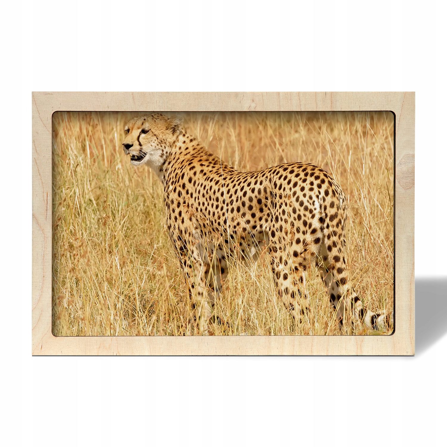 Závěsný fotoobraz v rámu Gepard tráva 55x35 cm