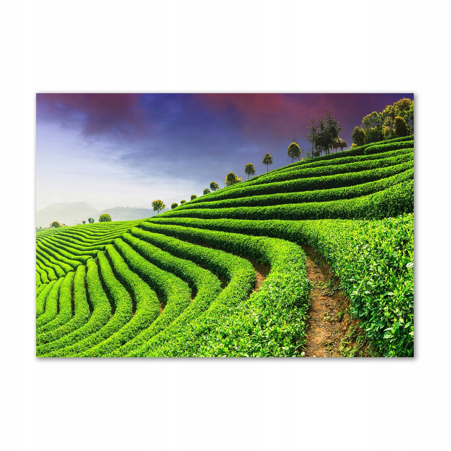 

Foto obraz szklany Plantacja herbaty 100x70