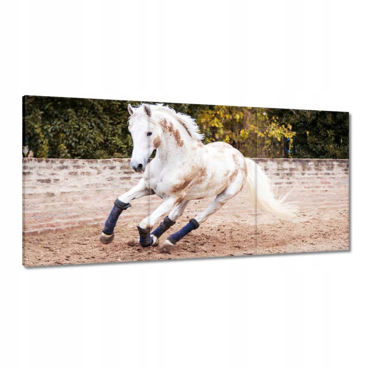 Obrazy 180x90 Kôň Kone Jazdenie