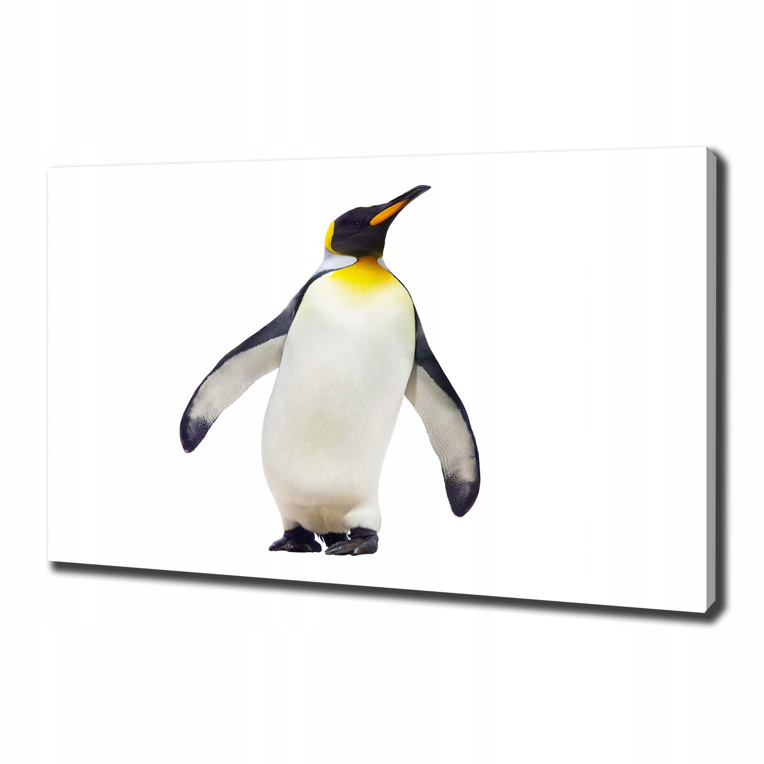 

Foto obraz canvas na ścianę Pingwin 100x70 cm