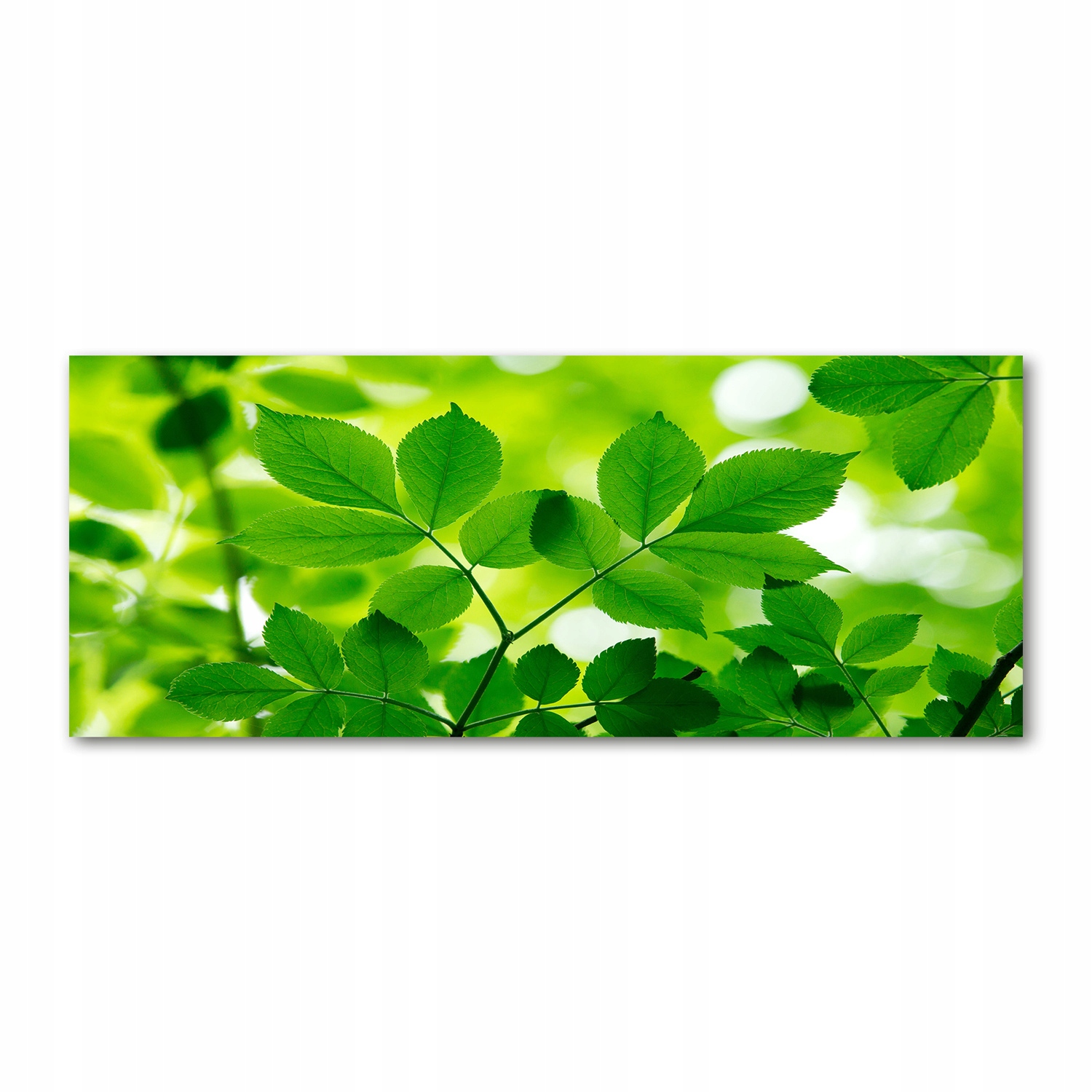 

Foto obraz akryl zdjęcie Zielone liście 125x50 cm