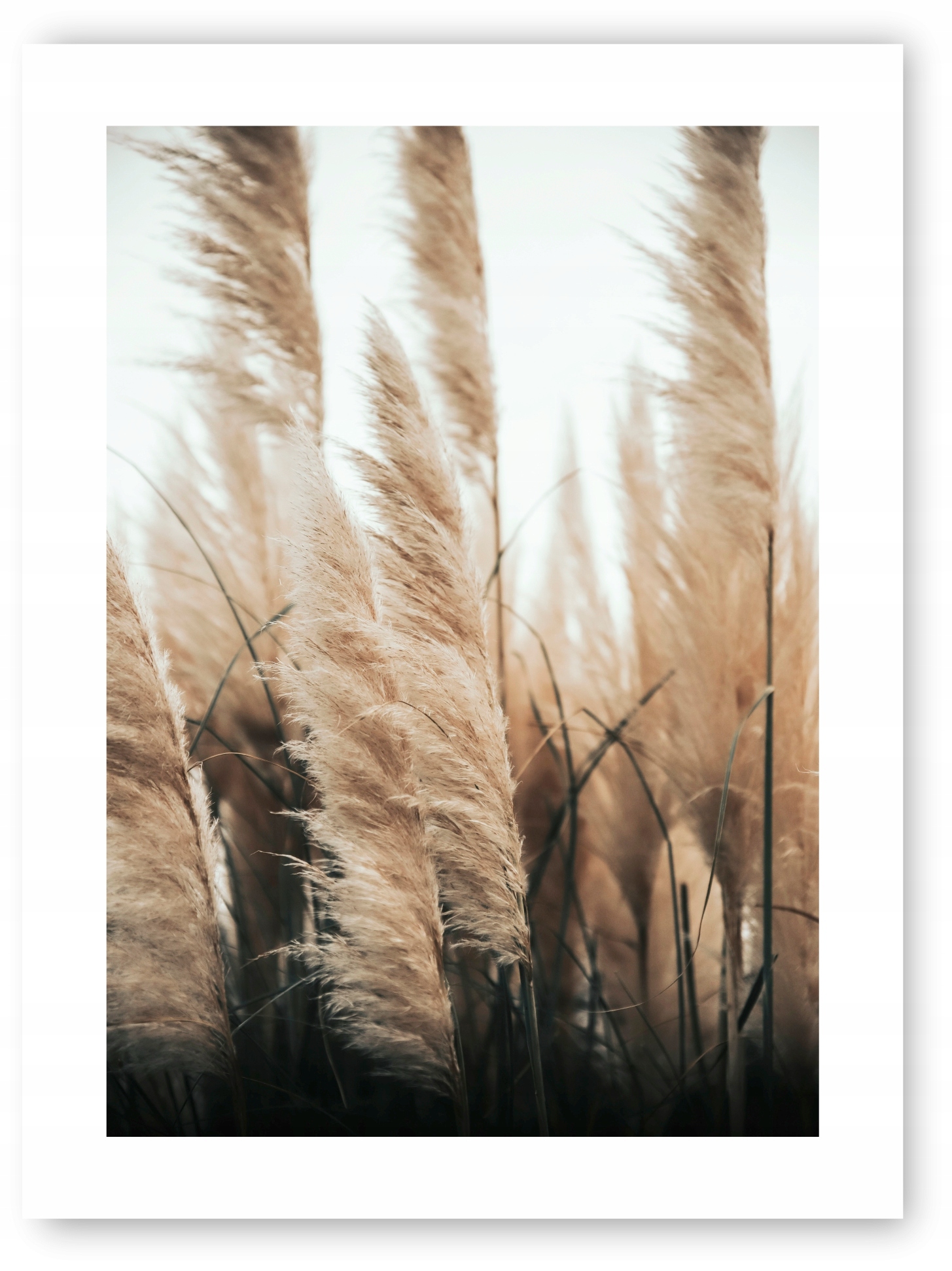 

Boho Sucha Trawa plakat obraz 30x40 cm wydruk #20N