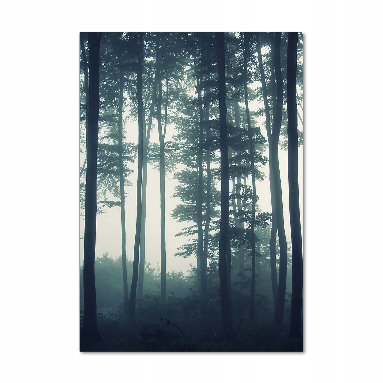 

Nowoczesny fotoobraz akrylowy Mgła w lesie 70x100