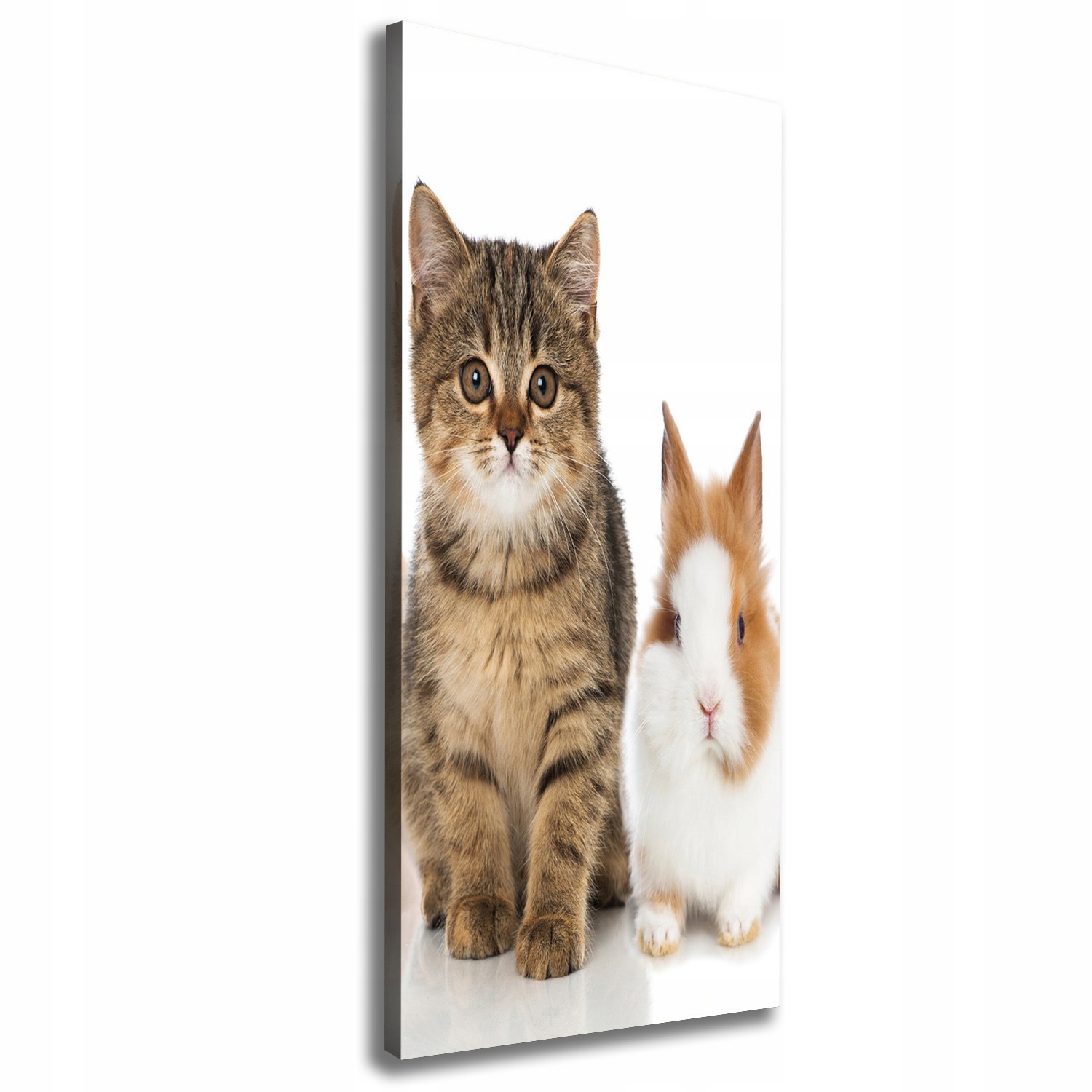 

Foto obraz na płótnie Zwierzęta domowe 50x125 cm