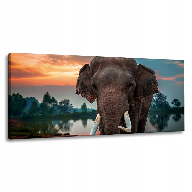 Obraz na plátně Krásná obloha Slon Příroda 120x60 cm Ideální jako dárek