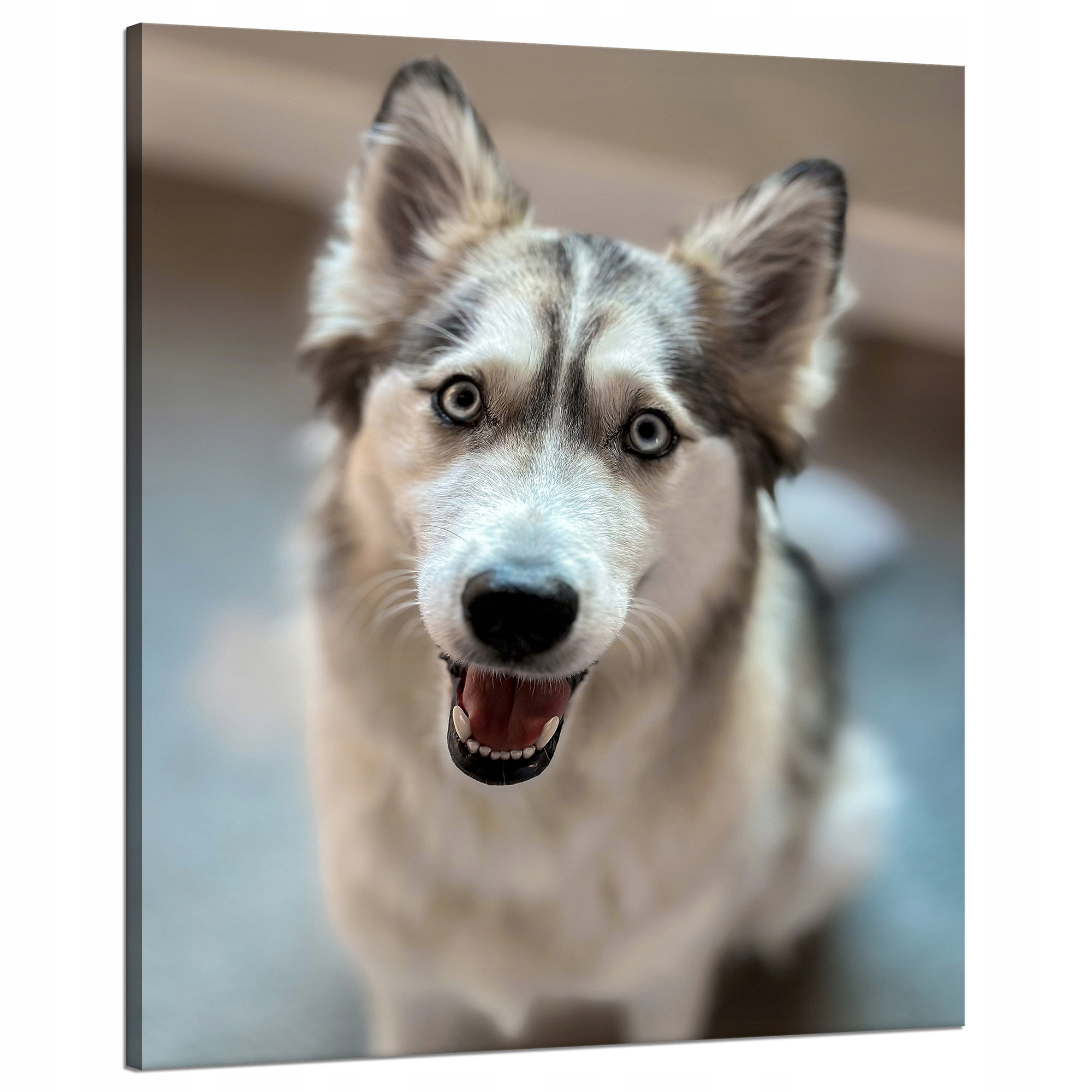 Obraz na plátně Zvířata Husky zblízka 80x100 cm