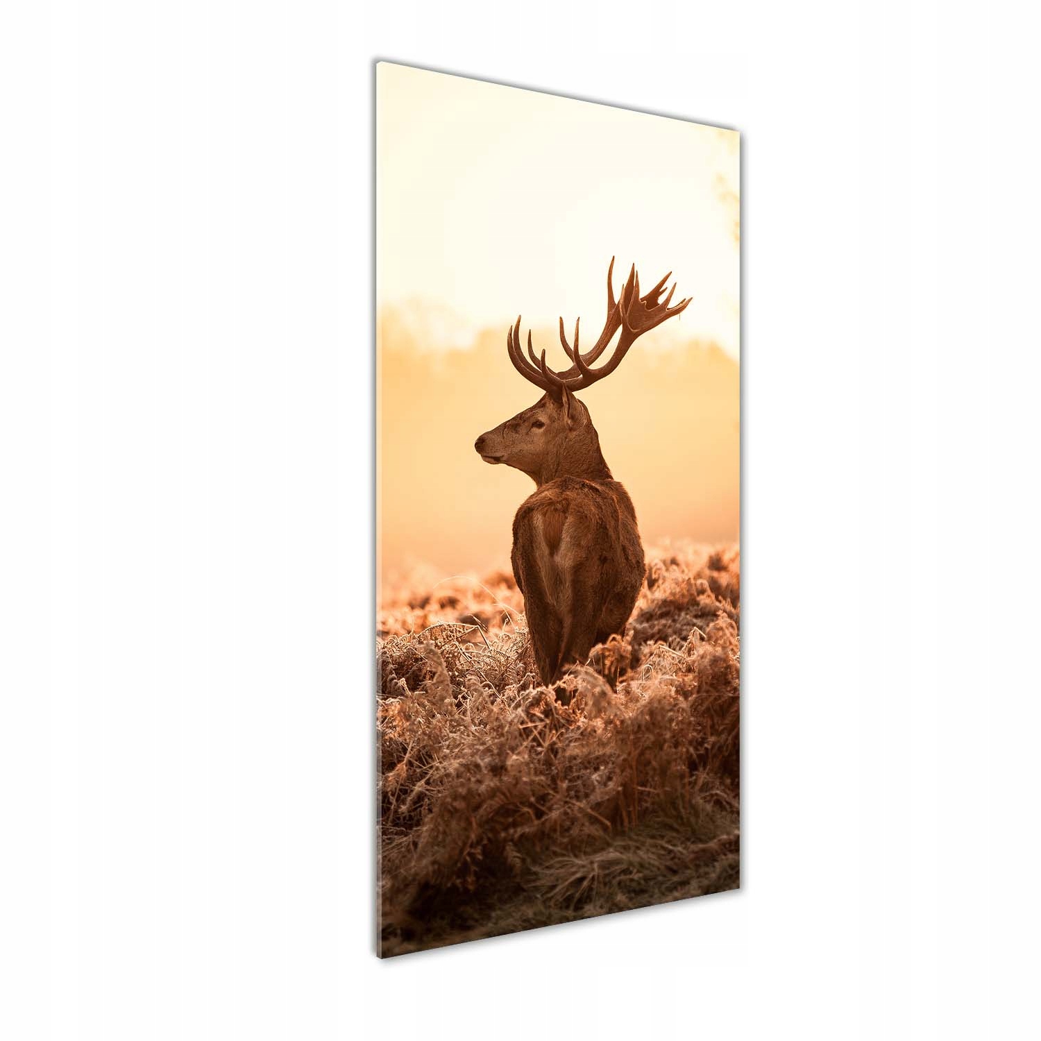 

Foto obraz akrylowy Jeleń wschód słońca 50x125cm