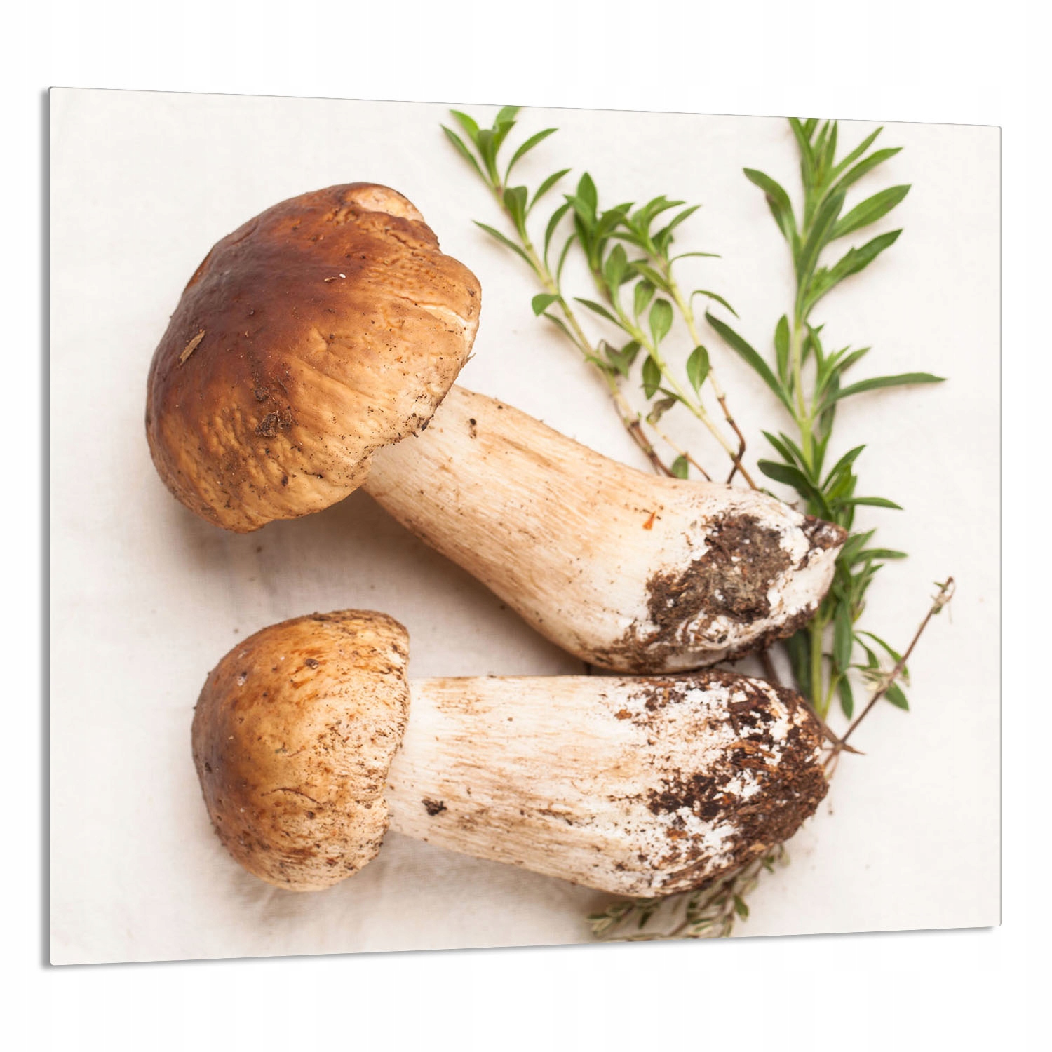 Skleněný Panel Do Kuchyně 65x60 Houby Tvrzené Sklo