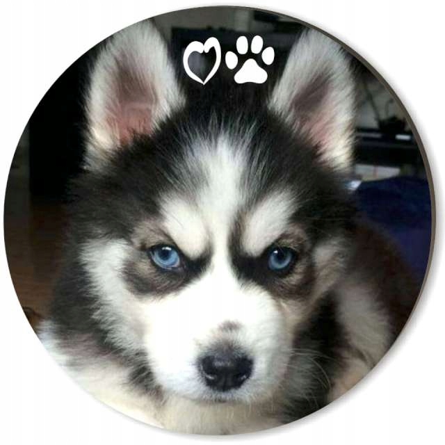 

Podkładki drewniane Pod Kubek szczeniaki Psy x6