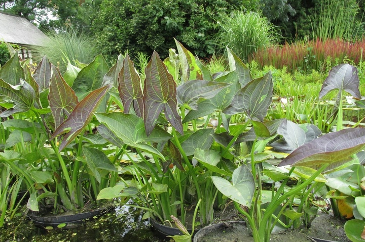 5 x Strzałka wodna Benni australijska do oczka rośliny