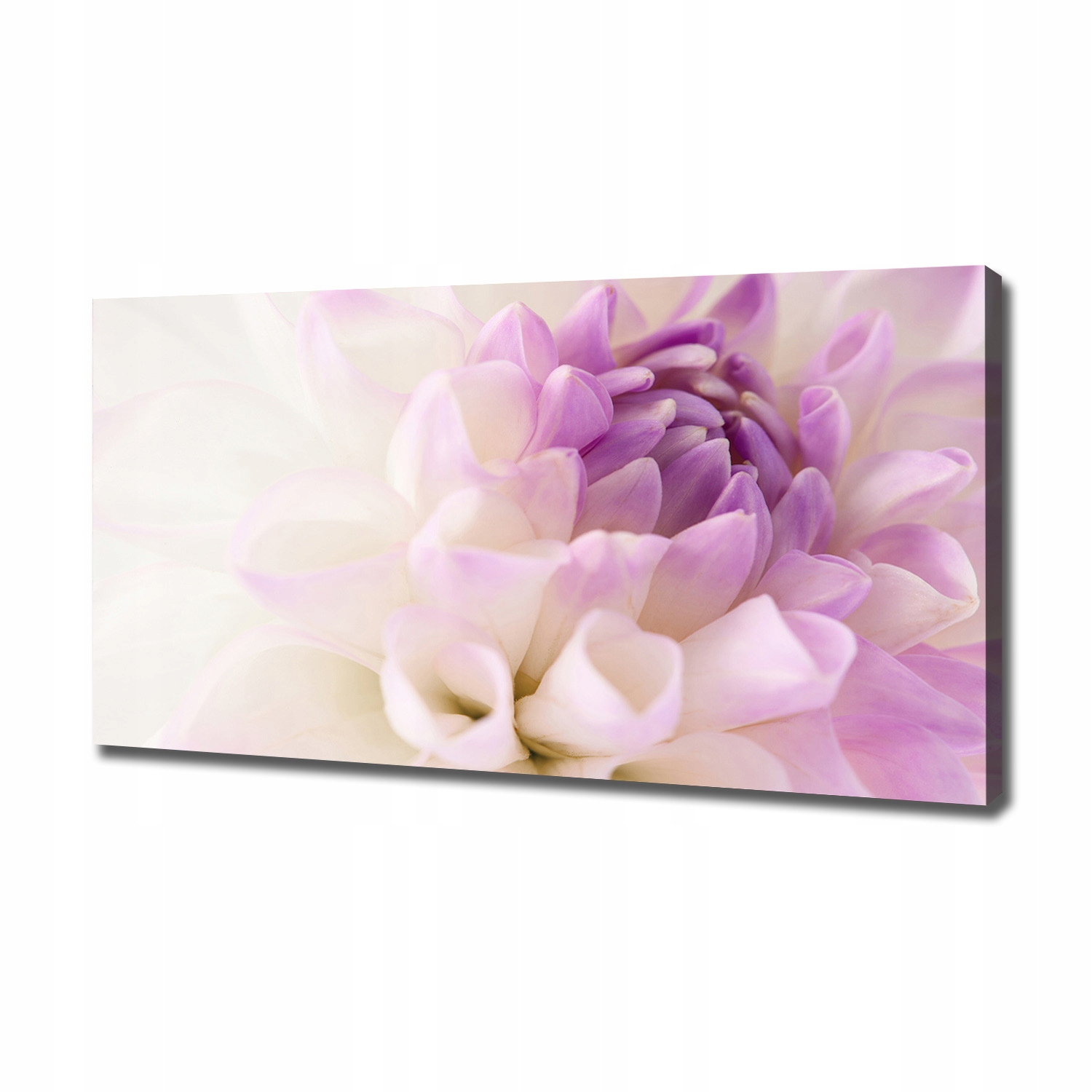 

Foto obraz canvas na ścianę Biała dalia 120x60 cm