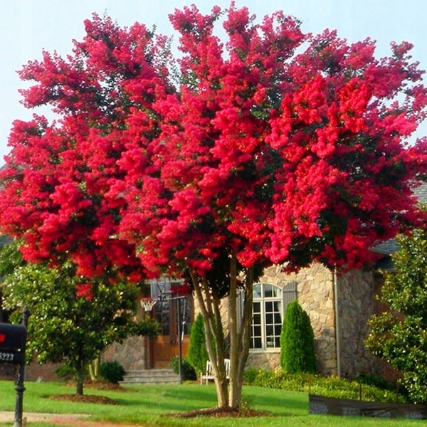 INDIA LAGERSTROEMIA VÖRÖS A VILÁG LEGHOSSZABBAN VIRÁGÍTÓ CSERE 30-40cm.