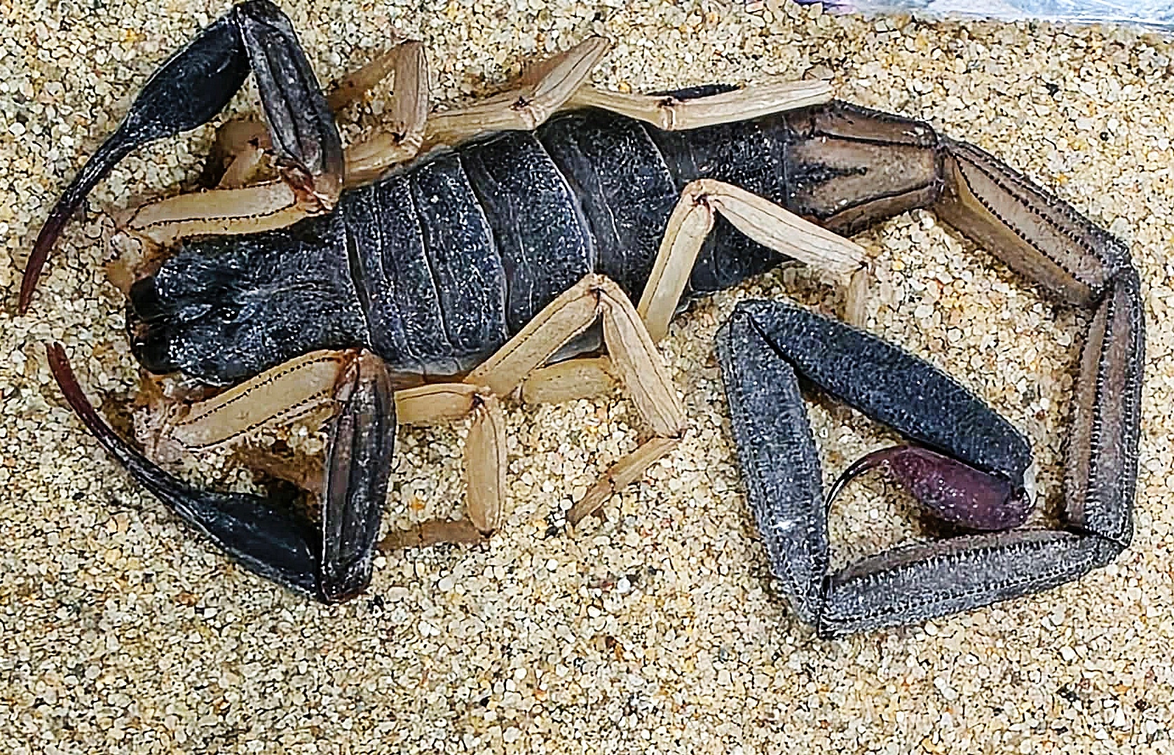 Centruroides nigrimanus L4 (SpidersForge)