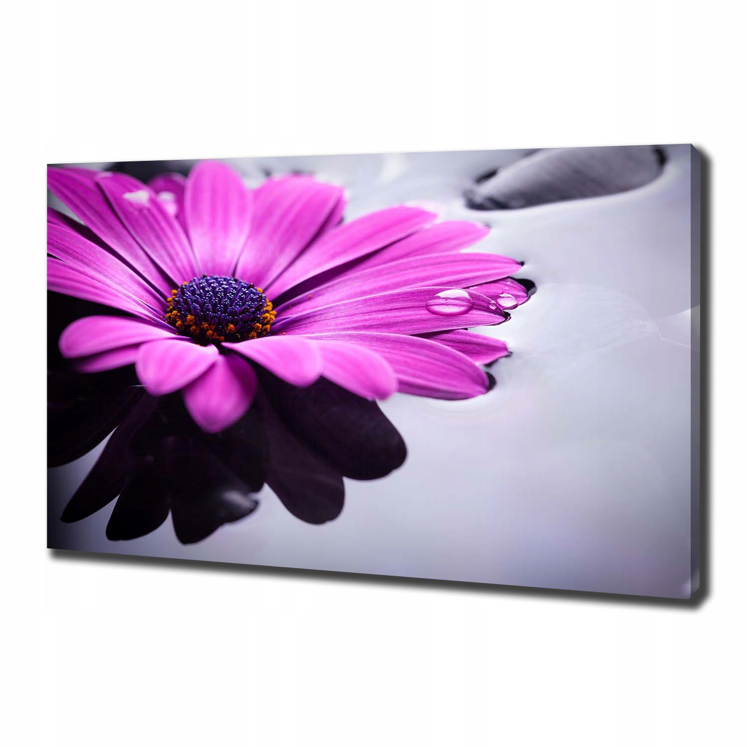 

Foto obraz canvas na ścianę Gerbera 100x70 cm