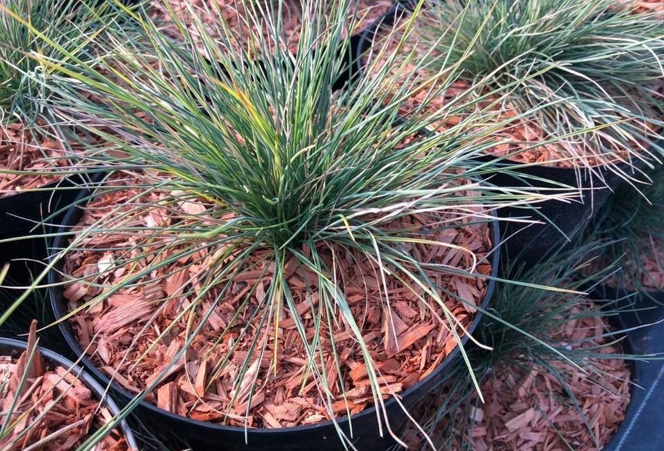 Wokas Mulcz KORA DROBNA do ściółkowania 20l SMART Pojemność 20 l