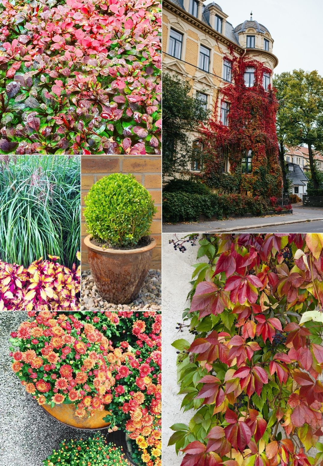 Ismerje meg az erkély legszebb növényeit ősszel és télen