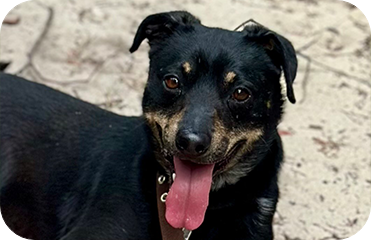 Black dog, short-haired, mixed breed, brown eyes, pink tongue.