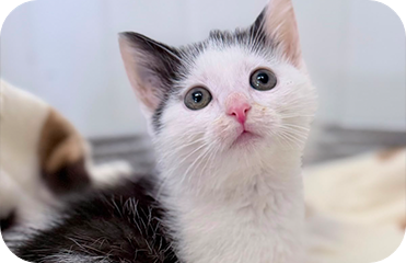 White and black kitten, soft fur, pink nose, alert expression