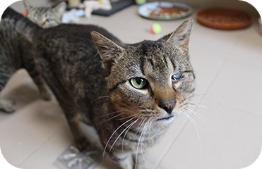 Gray tabby cat, brown fur, standing on tile floor.