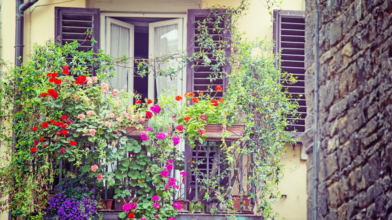 Balkónové popínavé rastliny – top 10 najkrajších