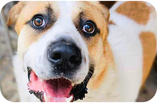 Dog, brown and white, short-haired, happy expression, open mouth