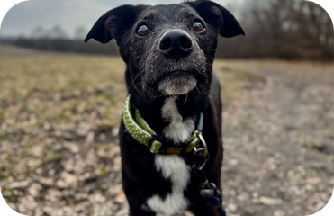 Black dog, green collar, textured nylon, close-up portrait.