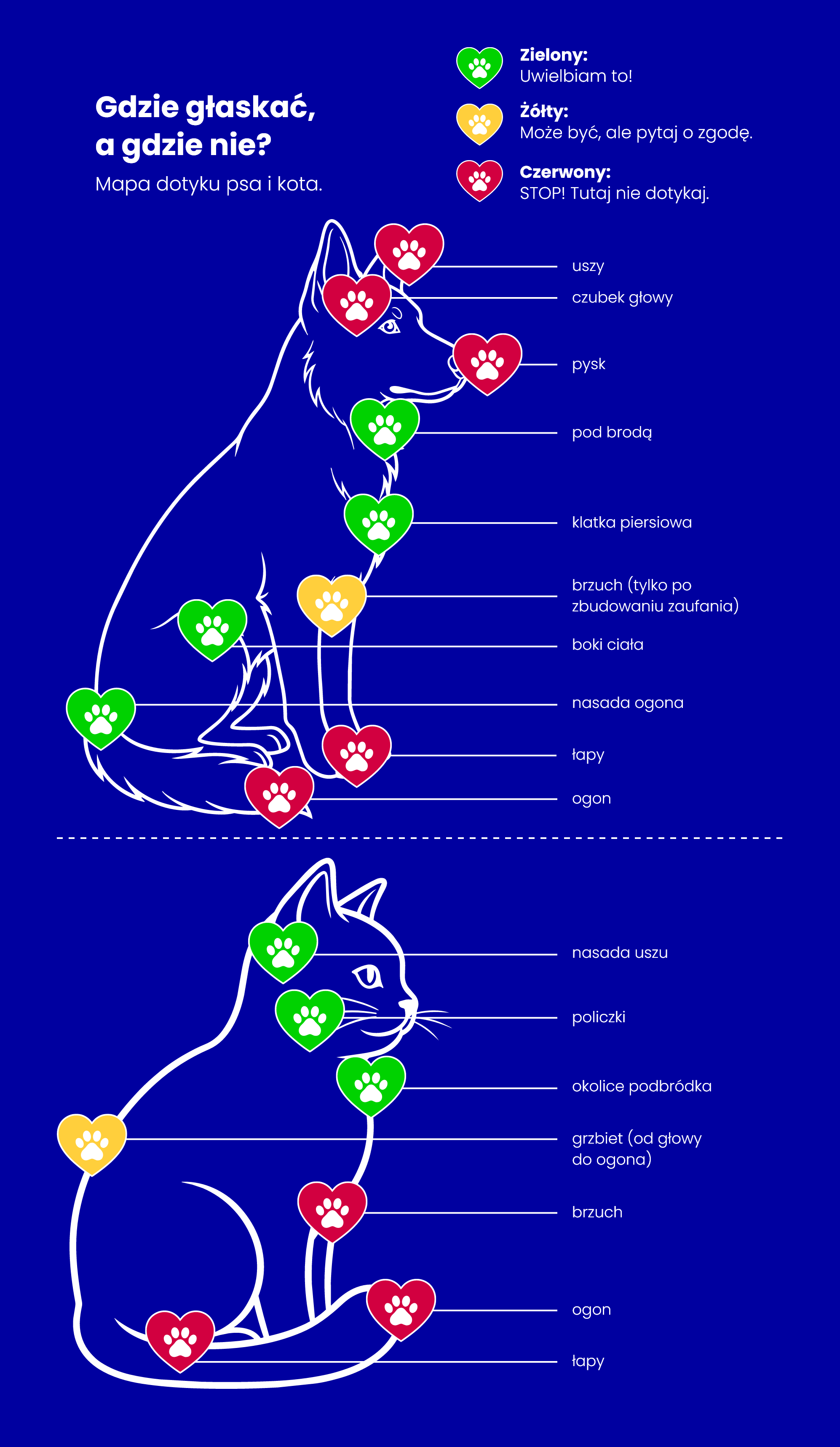 Cat anatomy map, green and yellow illustrations, detailed body diagram